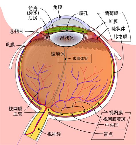 眼睛部位圖|【護眼百科】 眼的構造及功能－眼的構造精巧 功能獨特